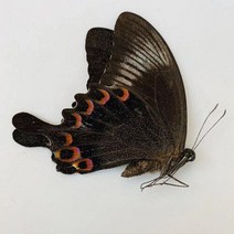 오리지널 나비 진짜 표본 날개 펴지 않은 곤충 나비목 과학 교육 수제 DIY 홈장식 홈데코 동상, 21