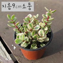 허브여울다육 아악무(코끼리풀/ 토피어리가능) 지름 9cm 소품화분, 1개