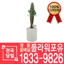청하각 선인장 다육 개업화분 대형 전자파차단 꽃배달 화분배달 이사선물 축하선물