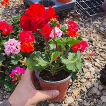 제라늄 페라고늄제라늄