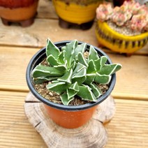 [이천다육] 미파 다육식물 랜덤발송, 1개