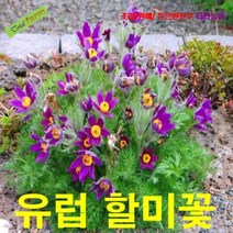 씨앗 팝플라워 유럽할미꽃-바이올렛블루 5립