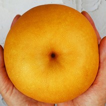 명절배 명절선물배 배제철 배직거래 꿀배 나주배, 나주배_11-12