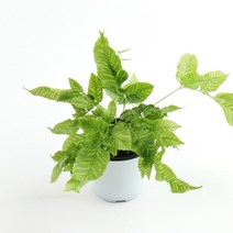 갑조네 코니오그램 수입 희귀 고사리 개업 집들이 선물