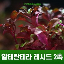 초보 수초 키우기 알테란테라 레시드 2촉, 단품