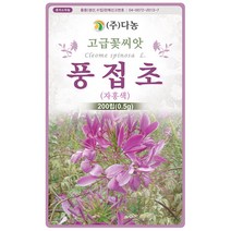 풍접초 혼색 200립 - 야생화 고급 씨앗 꽃씨 씨 꽃씨앗 풍접초씨앗 풍접초씨 족두리꽃 클레오메 백화채 양각채, 19_다농_풍접초(자홍색)(0.5g)
