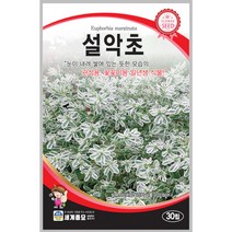 설악초 30립 꽃씨 일년생 씨앗 몰 봄 여름 가을 야생화 세계종묘 농사마트, 1개