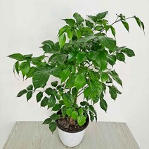 녹보수(중) 해피트리 행복수 실내공기정화식물_1217EA, 본상품선택