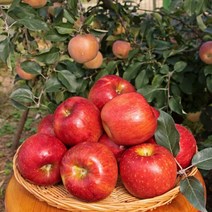 청송 안동 부사 흠집 못난이 햇 가정용 사과 2kg-5kg, 2kg, 중과(9과내)