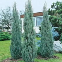 묘목/블루엔젤 H70cm전후 울타리나무 SJ045