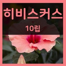 꽃씨몰 꽃씨 봄 파종 여름꽃씨 가을 노지월동 다년생 야생화 양귀비 종자 꽃씨앗, 35.히비스커스 10립(1~2년생)
