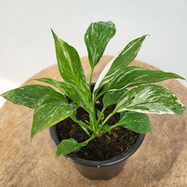 16900 도미노스파트필름 소품 수입식물 10~25cm