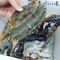 꽃게 신진도 활꽃게 2~3인분 당일조업 아침발송, 1개, 2kg 빙장포장2인분