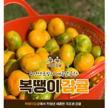 [복땡이감귤] 제주감귤 노지감귤 조생귤 5kg, 복땡이조생 랜덤과 (2S-M), 10KG