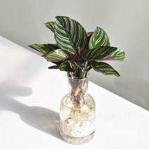 필플랜트 키우기 쉬운 수경재배식물 DIY세트, 쁘띠글라스+흰돌+끈, 16.칼라데아 오나타