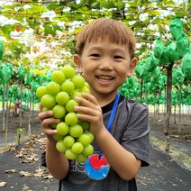 농장직송 프리미엄 고당도 샤인머스켓, 실속형 2kg(5수), 1박스