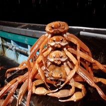 [당일조업 산지직송] 미식언니 최상급 수율 80%~90% 일반 프리미엄 자숙홍게 3kg, 일반홍게3kg, 1개