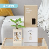 메이크정글 공기정화식물 수경재배화분 우디 M 기프트세트 수경 수중 수생식물, 죽백