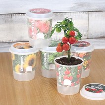 봄꽃화분 그로우 톡톡 - 마음을 노크하는 작은 정원 식물키우기 미니 화분 정원만들기, 봉선화