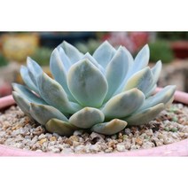 오렌지먼로금 다육이화분 키우기쉬운 다육식물 다육이금, 1개