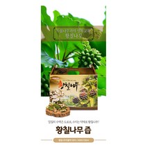 국산 야생 황칠나무 엑기스 진액 100%