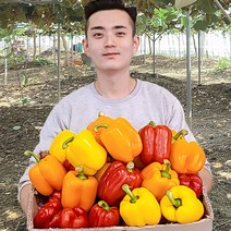 가우농산 파프리카 미니파프리카1.5kg 3kg, 못난이 5kg (노랑+빨강 25과 내외), 1개