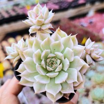 인기짱 다육이 모아보기, 1번 마가렛금, 1개