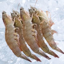23년 출하 산지직송 신안 급랭새우 1kg 새우구이 국산새우, 1kg (37-45미), 1개