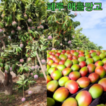 페루 애플 망고 2kg 3kg 4kg 골드 망고 골드 무지개 망고 태국 망고 선물세트, 애플망고 2kg