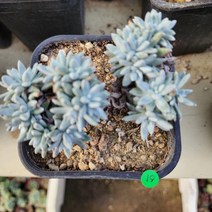 [해뜰다육] 화이트그리니19 다육식물 선인장, 1개