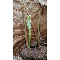 드라이나리아 고사리 최강플랜트 수입식물 양재꽃시장우성농원 드라이나리아, 1개