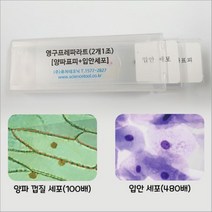 양파 표피세포 입안 상피세포 영구 프레파라트, 10 SET (학급용)