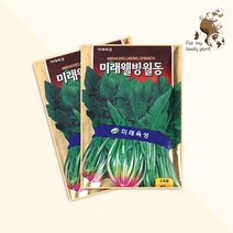미래웰빙월동 시금치 40g 매래종묘 잎채소류 씨앗