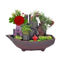 한반도농원 C158. 배 소 소나무소 카네이션 풍란 숯분재 생일선물 답례품 체험학습용, 1개