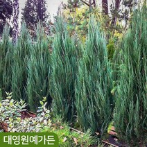 블루애로우 H0.6 H0.8 H1.0 포트 주니프러스 측백나무 상록수, 01. H0.7포트