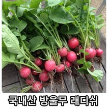 국내산 래디쉬 300g 1kg 적환무 방울무 래디시 샐러드 피클 서양무 신선채소 적환 무 빨간무 미니무, 래디쉬 1kg