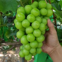 더자인 최고집 경산 에어포장 샤인머스켓 특 2Kg (4-5수), 단일옵션