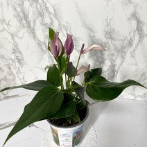 나만의화원 퍼플소형안시리움 보라안시륨