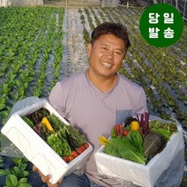 양주농부 모듬채소 20종 클로렐라 쌈채소 유러피안 샐러드 야채 600g-1kg, 1박스, 클로렐라쌈채소 800g