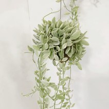 행잉 플랜트 디시디아 / 코코넛 수염틸란드시아 / 하트식물 / 이오난사 공중식물 / 키우기쉬운식물, 디시디아(그린)