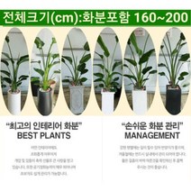 없음 [반값화분] 개업축하대형극락조(여인초) NASA공기정화식물 새집증후군새건물병증후군가정집거실사무실DP전용개업축하입주축하, 원통블랙