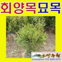 (G소망)회양목 묘목 키10센치 10그루