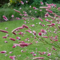 뿌리/오이풀 락앤롤 숙근/2개 R1821