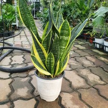 산세베리아 중대품 공기정화식물 35~50cm 89, 1개