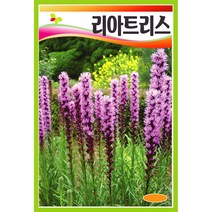 리아트리스씨앗 50알 리아트리스 씨앗 꽃 야생화