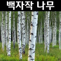 백자작 실생2년 플러그포트 5개/나무 묘목/활엽수/정원용