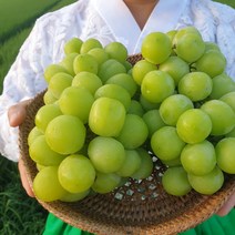 [과일맛집] 프리미엄 고당도 샤인머스캣 2kg 가정용 망고맛 당도보장!! 고급 보자기 선물세트 (최상품), 4. 선물용 4kg(4~5수) 보자기+노리개