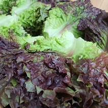 야채왕 상추 1kg 쌈채소 적상추 꽃상추 상추쌈 찹상추, 1개