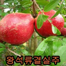 왕석류 나무 4~5년결실주 1그루 묘목 꽃나무 과일나무 과실수