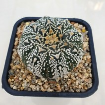 슈퍼투구 실생 v문양 최상급 aa 0802